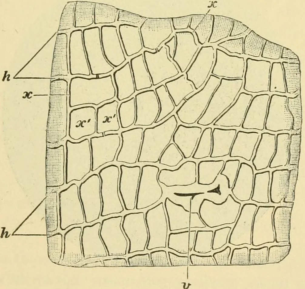 An illustration from The microscopy of vegetable foods, 1906, leaf 544