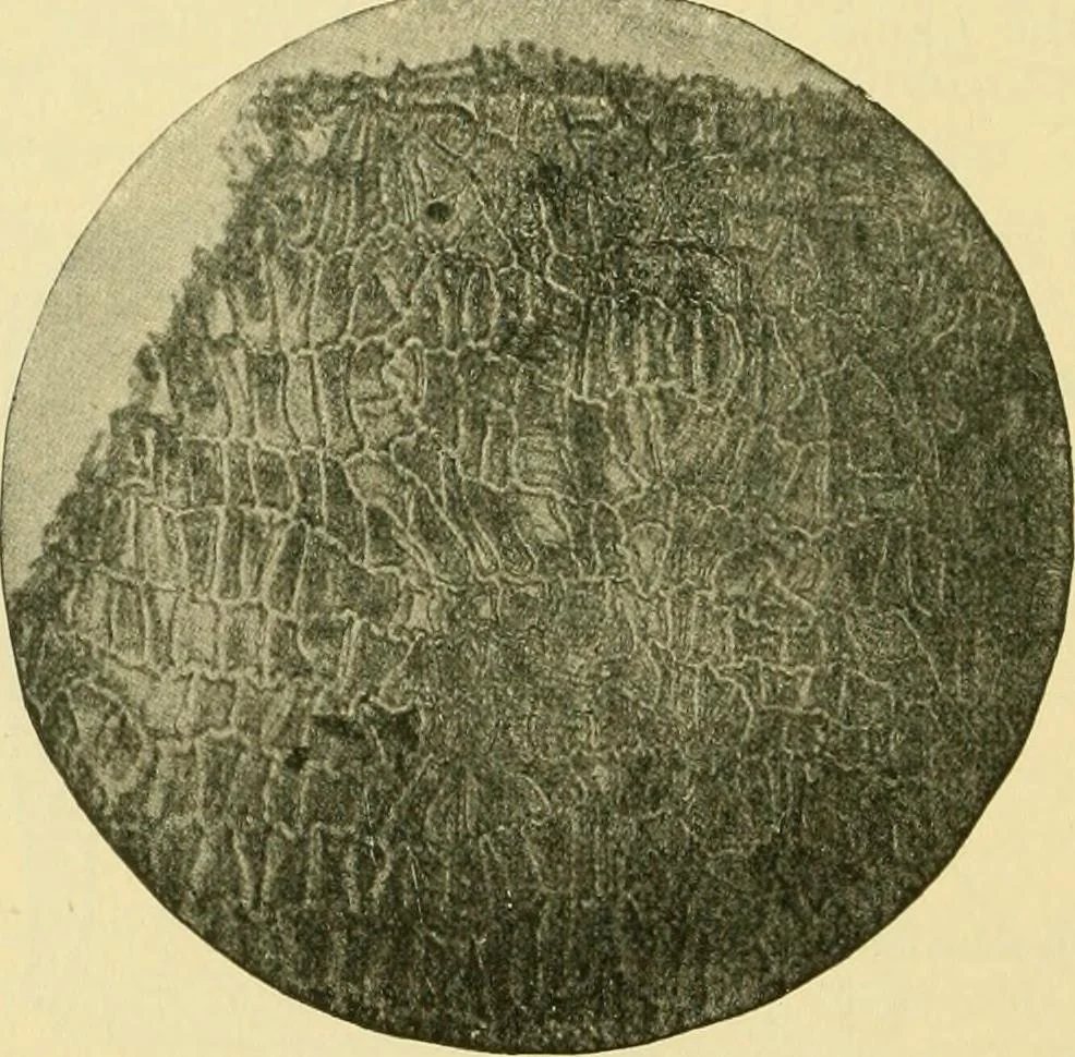 An illustration from The microscopy of vegetable foods, 1906, leaf 545