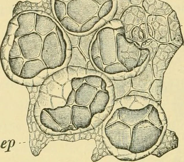 An illustration from The microscopy of vegetable foods, 1906, leaf 549