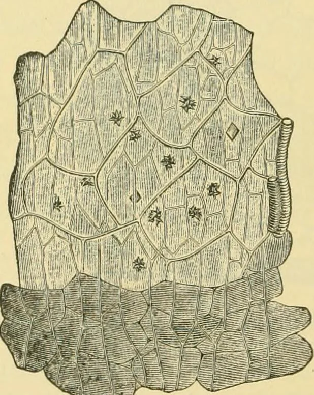 An illustration from The microscopy of vegetable foods, 1906, leaf 549