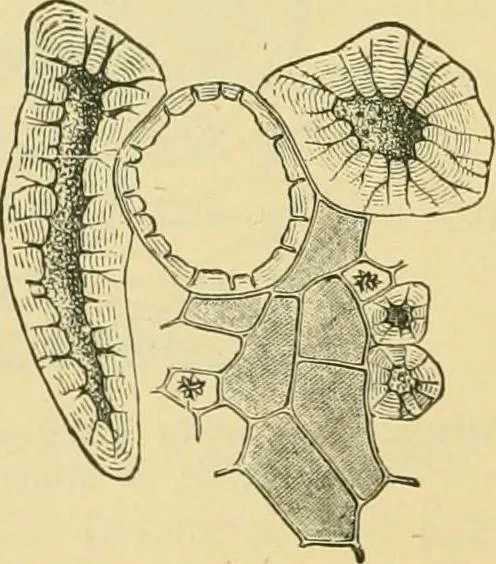 An illustration from The microscopy of vegetable foods, 1906, leaf 549