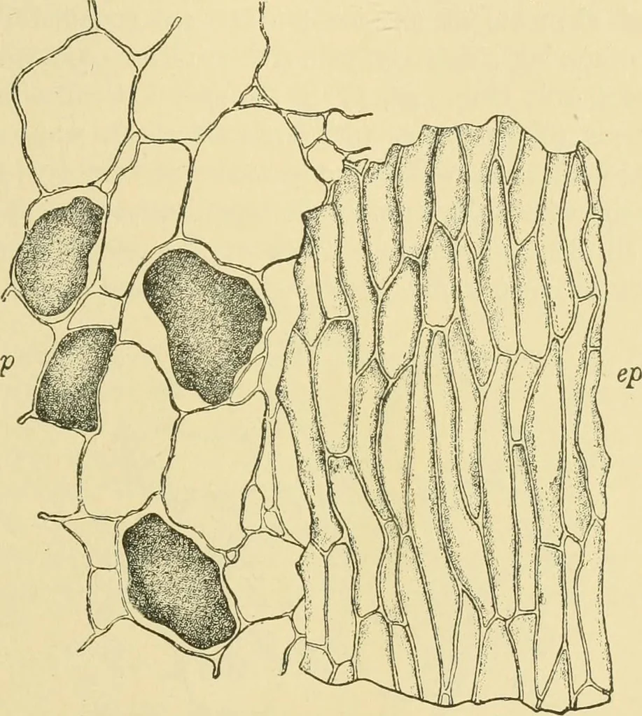 An illustration from The microscopy of vegetable foods, 1906, leaf 550