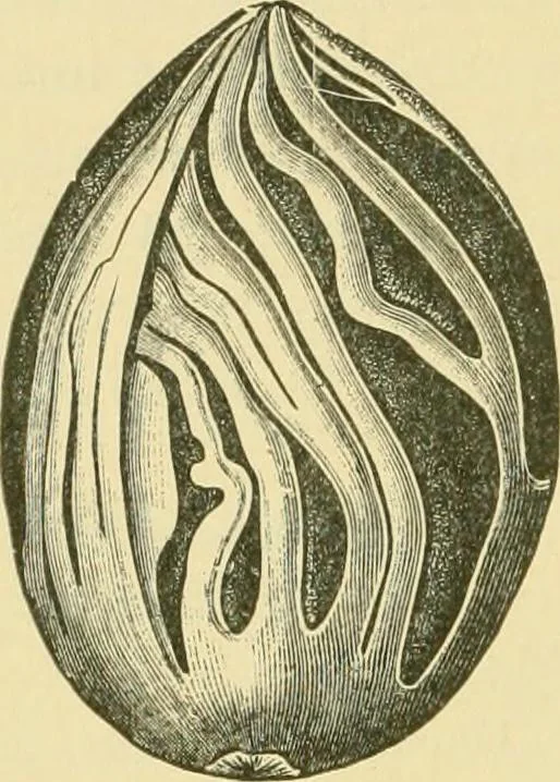 An illustration from The microscopy of vegetable foods, 1906, leaf 553