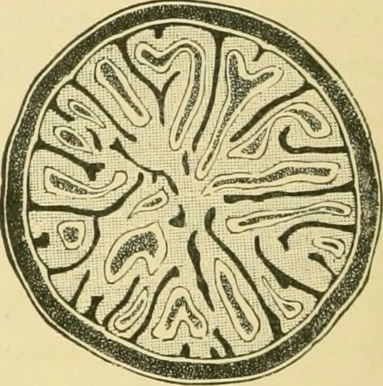 An illustration from The microscopy of vegetable foods, 1906, leaf 553