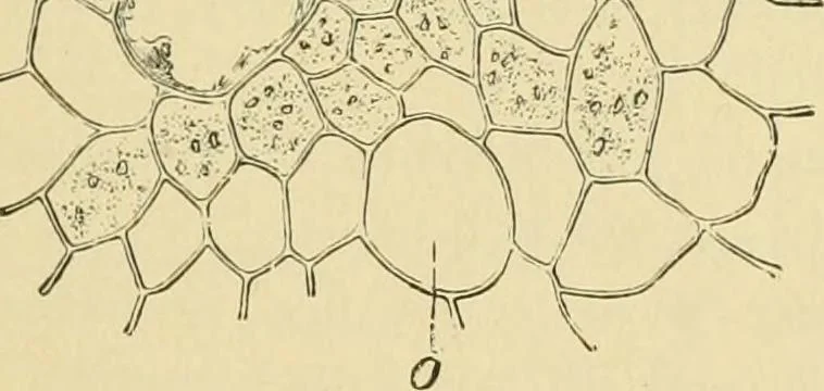 An illustration from The microscopy of vegetable foods, 1906, leaf 554