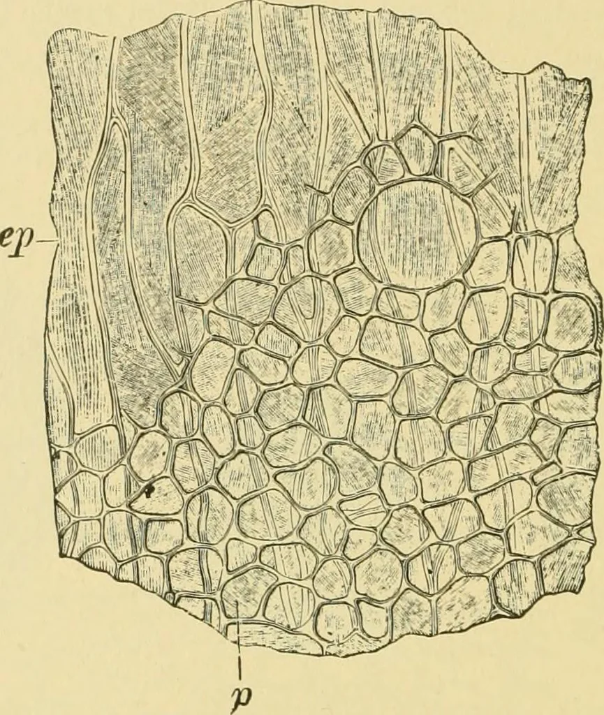 An illustration from The microscopy of vegetable foods, 1906, leaf 555