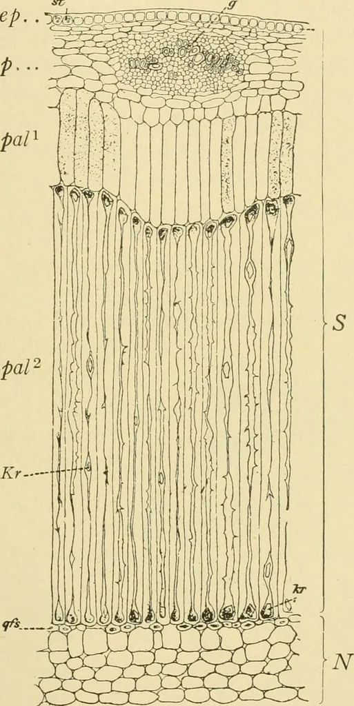 An illustration from The microscopy of vegetable foods, 1906, leaf 556