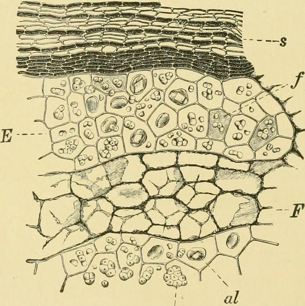 An illustration from The microscopy of vegetable foods, 1906, leaf 557