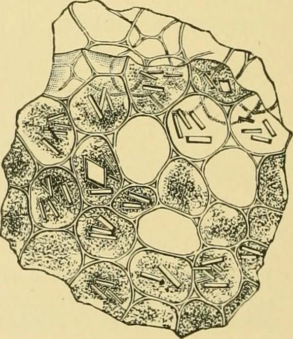 An illustration from The microscopy of vegetable foods, 1906, leaf 557