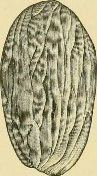 An illustration from The microscopy of vegetable foods, 1906, leaf 561