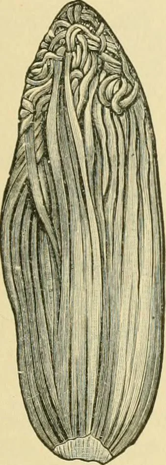 An illustration from The microscopy of vegetable foods, 1906, leaf 562