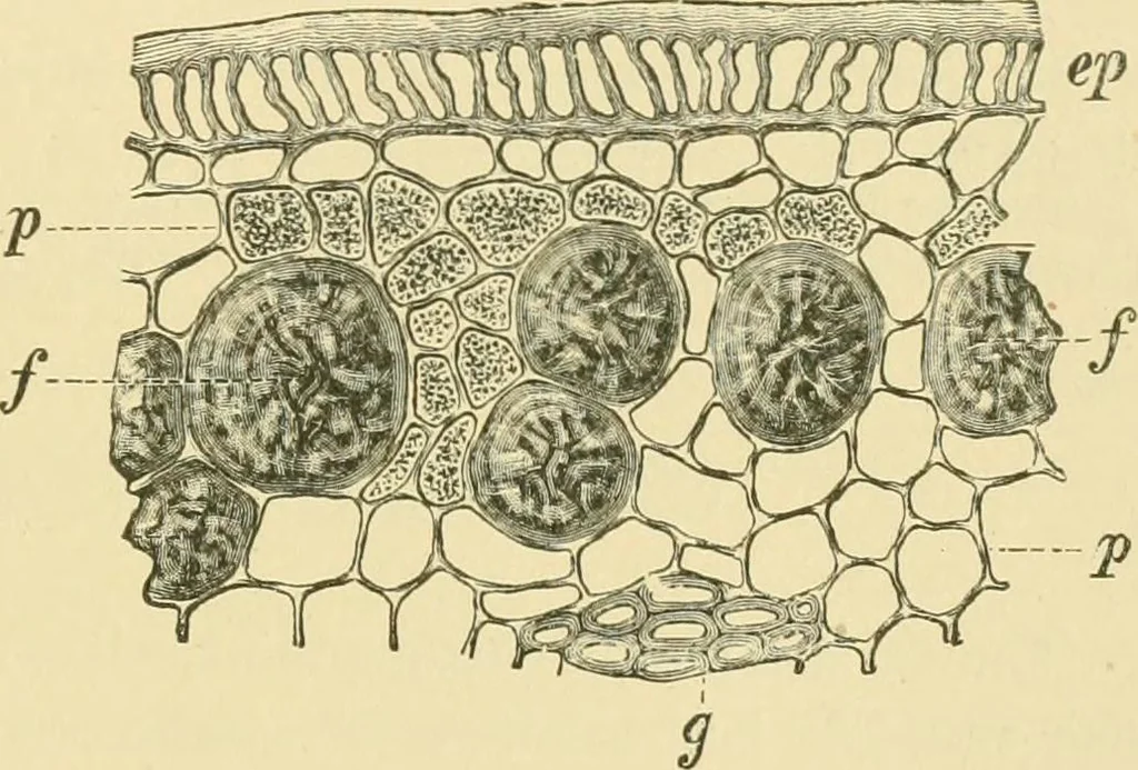 An illustration from The microscopy of vegetable foods, 1906, leaf 562