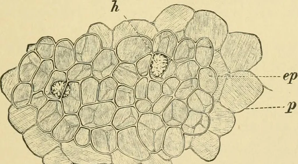 An illustration from The microscopy of vegetable foods, 1906, leaf 564
