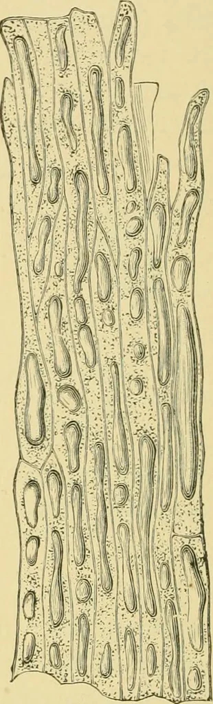 An illustration from The microscopy of vegetable foods, 1906, leaf 565