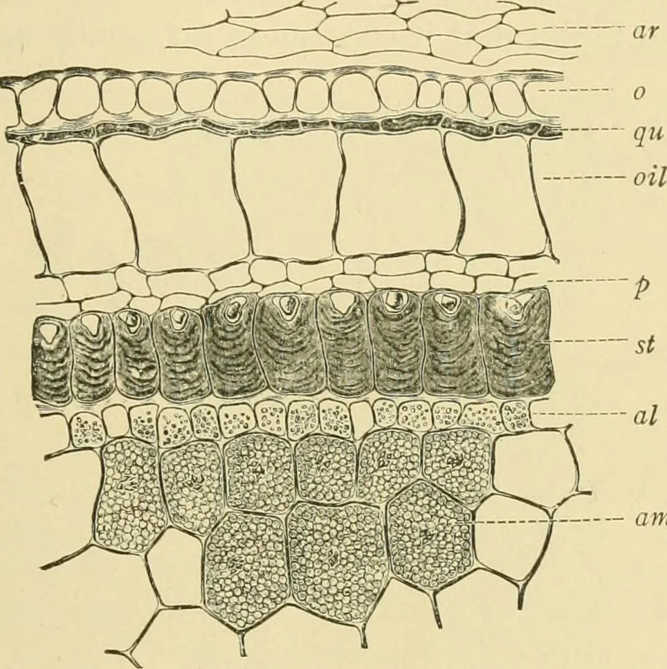 An illustration from The microscopy of vegetable foods, 1906, leaf 566