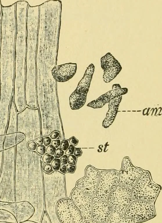 An illustration from The microscopy of vegetable foods, 1906, leaf 567