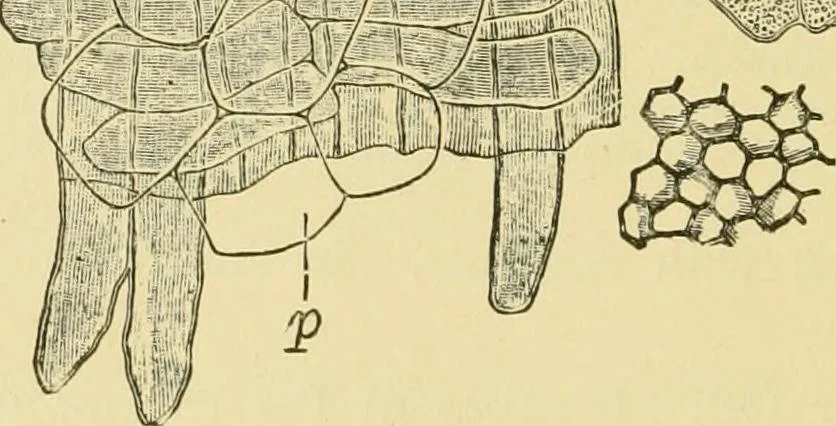 An illustration from The microscopy of vegetable foods, 1906, leaf 567