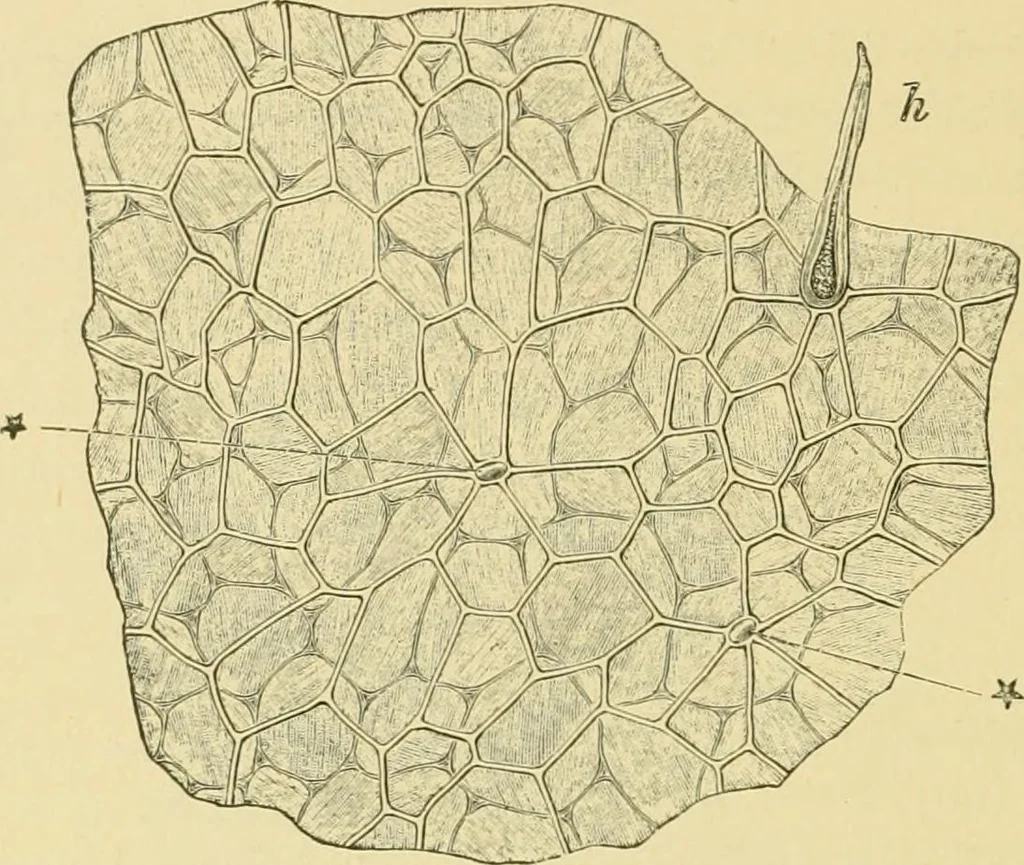An illustration from The microscopy of vegetable foods, 1906, leaf 569