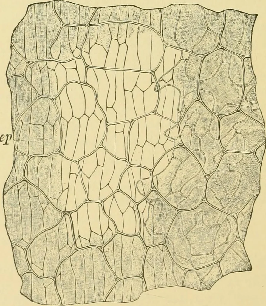 An illustration from The microscopy of vegetable foods, 1906, leaf 569