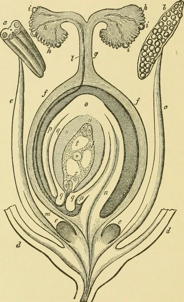 An illustration from The microscopy of vegetable foods, 1906, leaf 57
