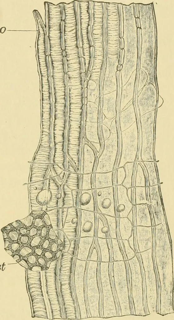An illustration from The microscopy of vegetable foods, 1906, leaf 570