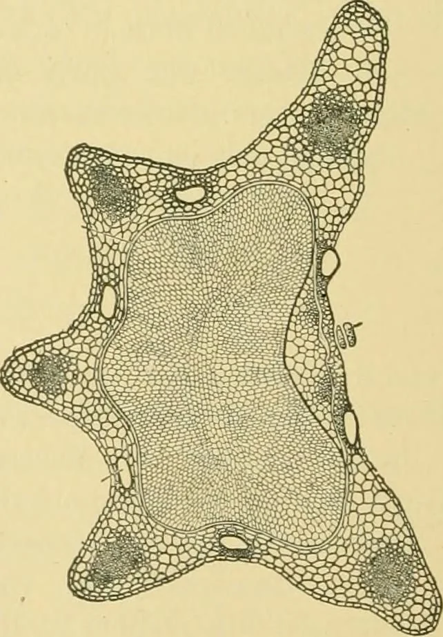 An illustration from The microscopy of vegetable foods, 1906, leaf 573