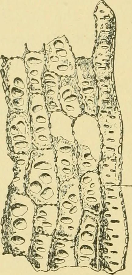 An illustration from The microscopy of vegetable foods, 1906, leaf 575