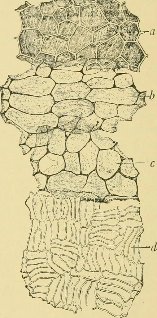 An illustration from The microscopy of vegetable foods, 1906, leaf 575