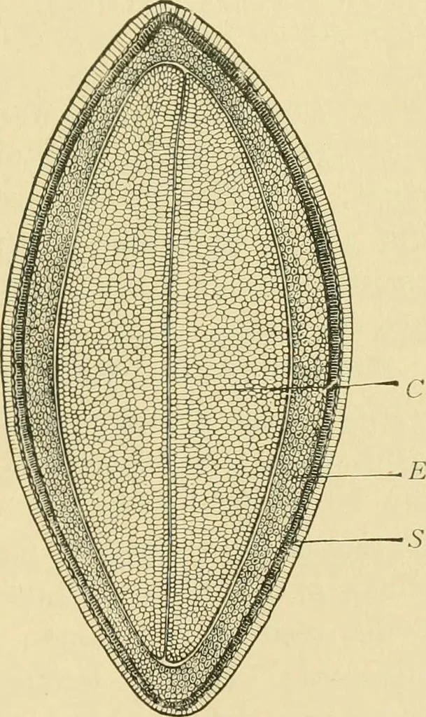 An illustration from The microscopy of vegetable foods, 1906, leaf 58