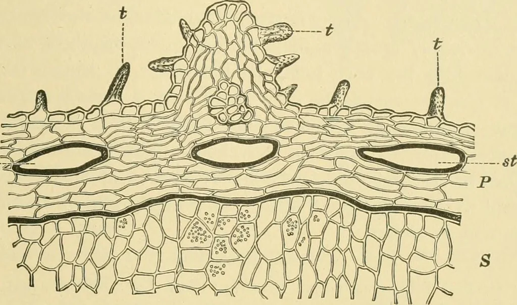 An illustration from The microscopy of vegetable foods, 1906, leaf 580