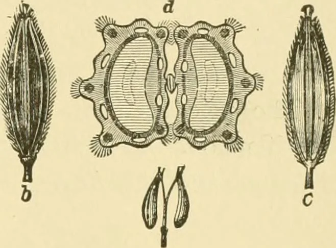 An illustration from The microscopy of vegetable foods, 1906, leaf 582