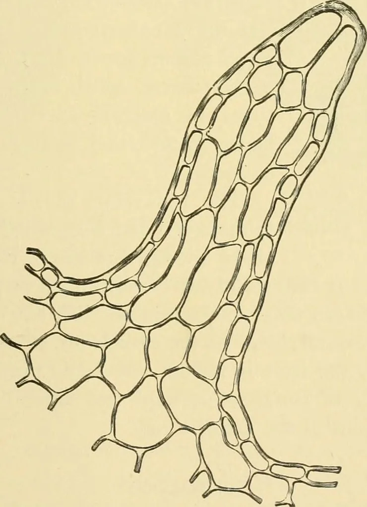 An illustration from The microscopy of vegetable foods, 1906, leaf 582