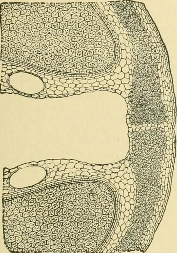An illustration from The microscopy of vegetable foods, 1906, leaf 584