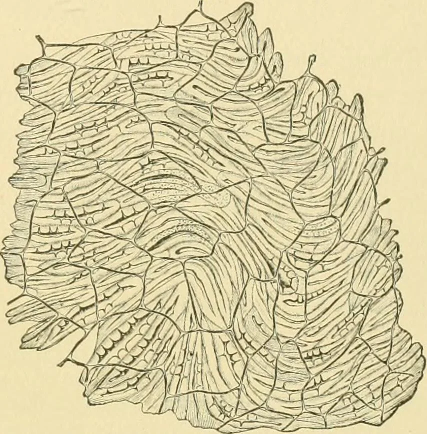 An illustration from The microscopy of vegetable foods, 1906, leaf 584