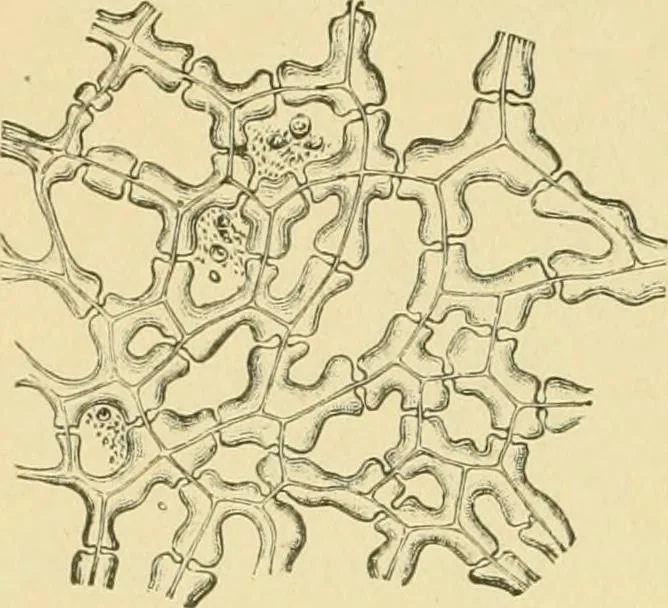 An illustration from The microscopy of vegetable foods, 1906, leaf 59