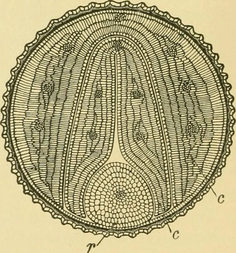 An illustration from The microscopy of vegetable foods, 1906, leaf 59
