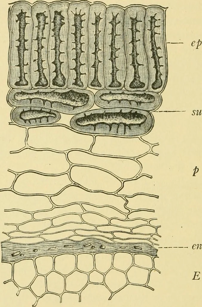 An illustration from The microscopy of vegetable foods, 1906, leaf 591