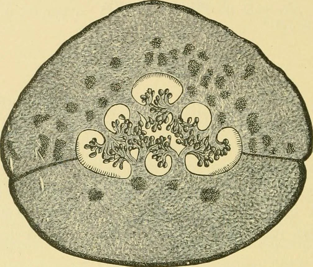 An illustration from The microscopy of vegetable foods, 1906, leaf 595