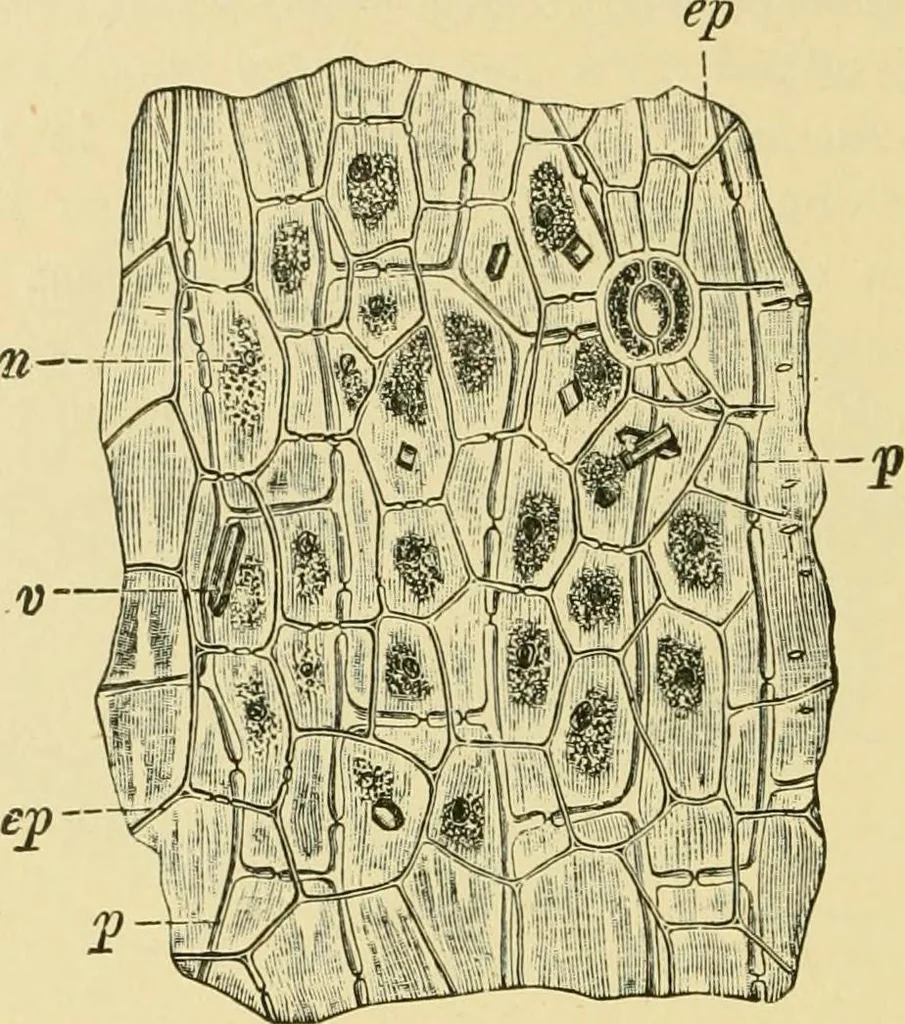 An illustration from The microscopy of vegetable foods, 1906, leaf 597
