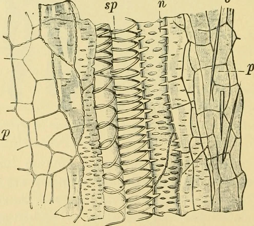 An illustration from The microscopy of vegetable foods, 1906, leaf 597
