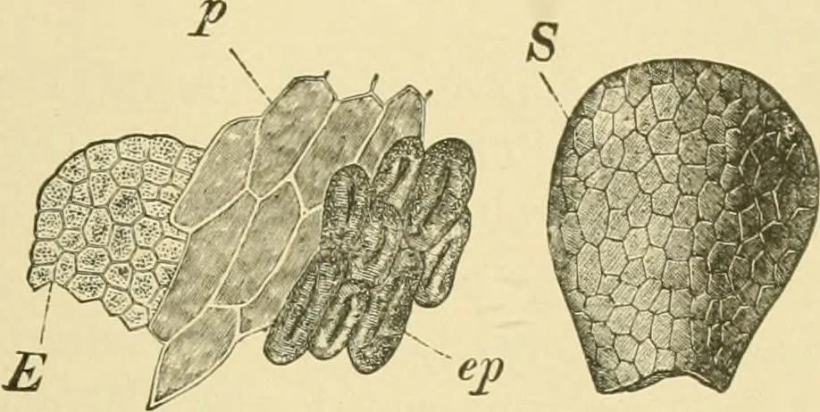 An illustration from The microscopy of vegetable foods, 1906, leaf 598