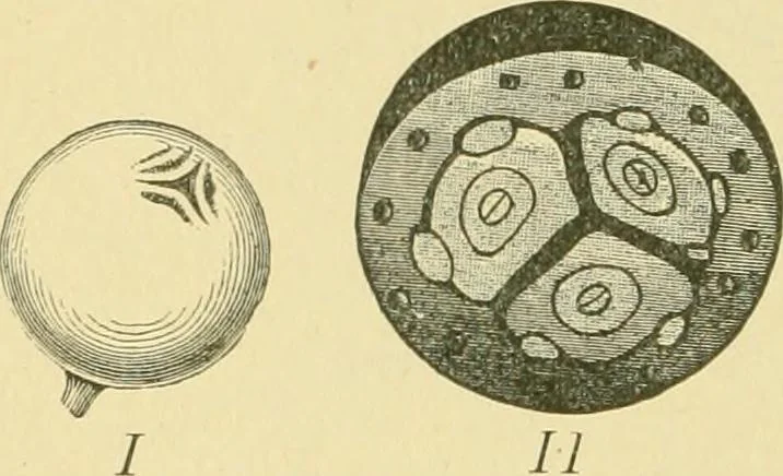 An illustration from The microscopy of vegetable foods, 1906, leaf 603