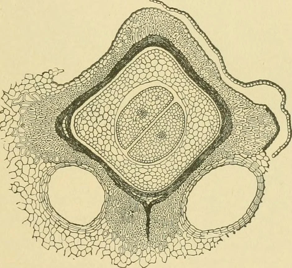 An illustration from The microscopy of vegetable foods, 1906, leaf 604