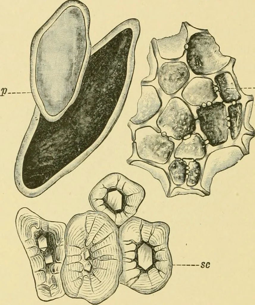 An illustration from The microscopy of vegetable foods, 1906, leaf 605