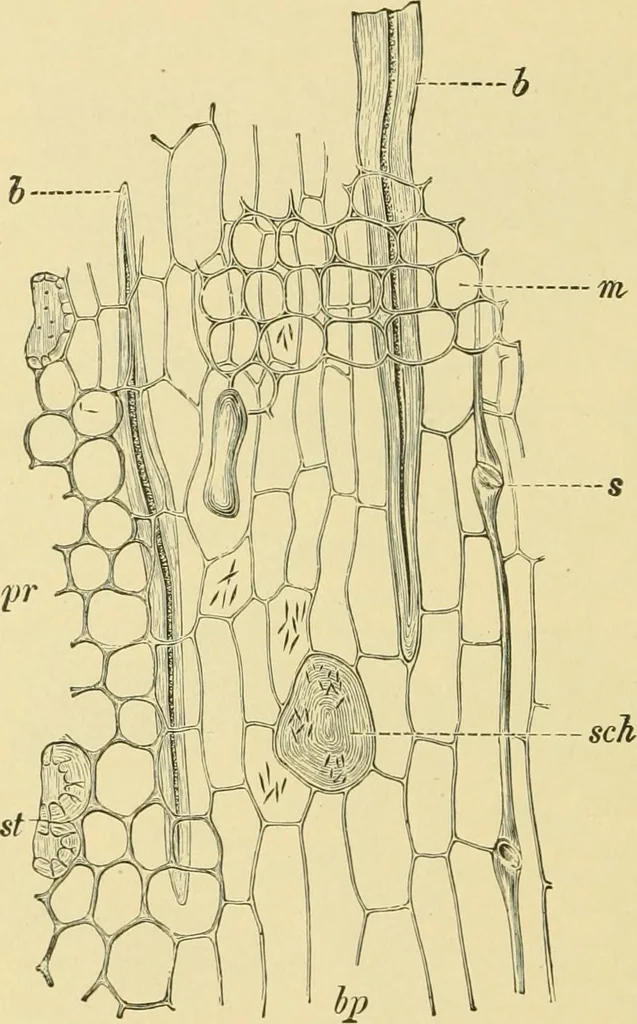 An illustration from The microscopy of vegetable foods, 1906, leaf 609