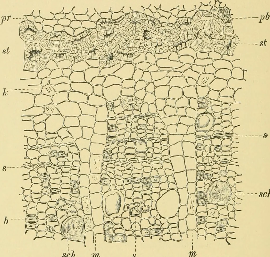 An illustration from The microscopy of vegetable foods, 1906, leaf 615