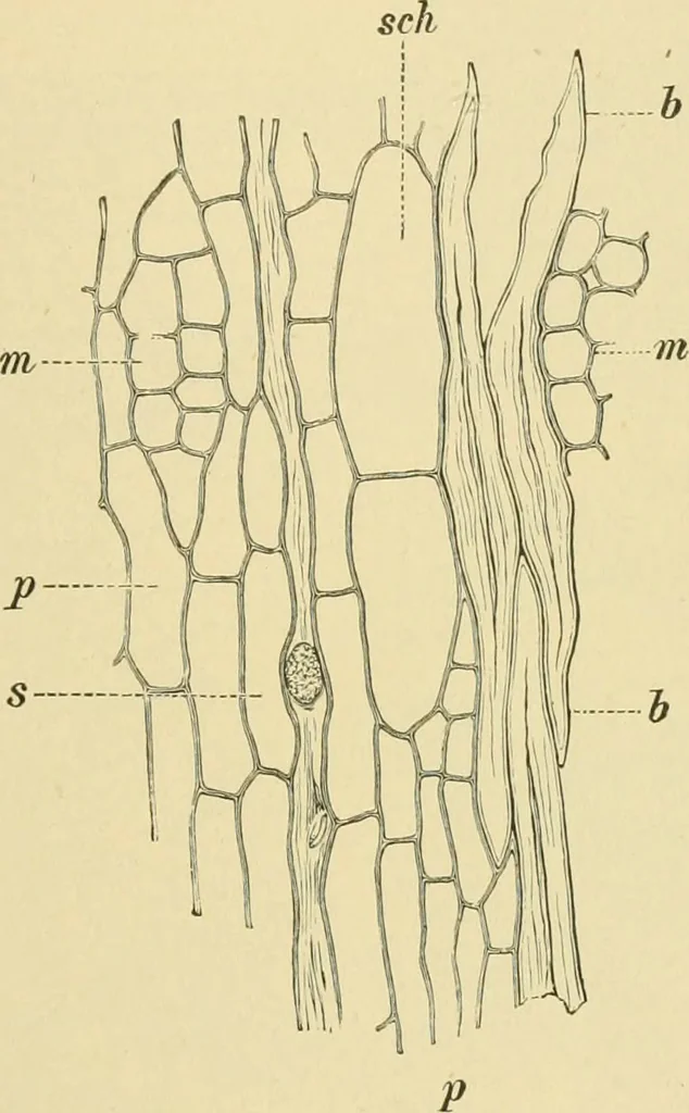 An illustration from The microscopy of vegetable foods, 1906, leaf 616