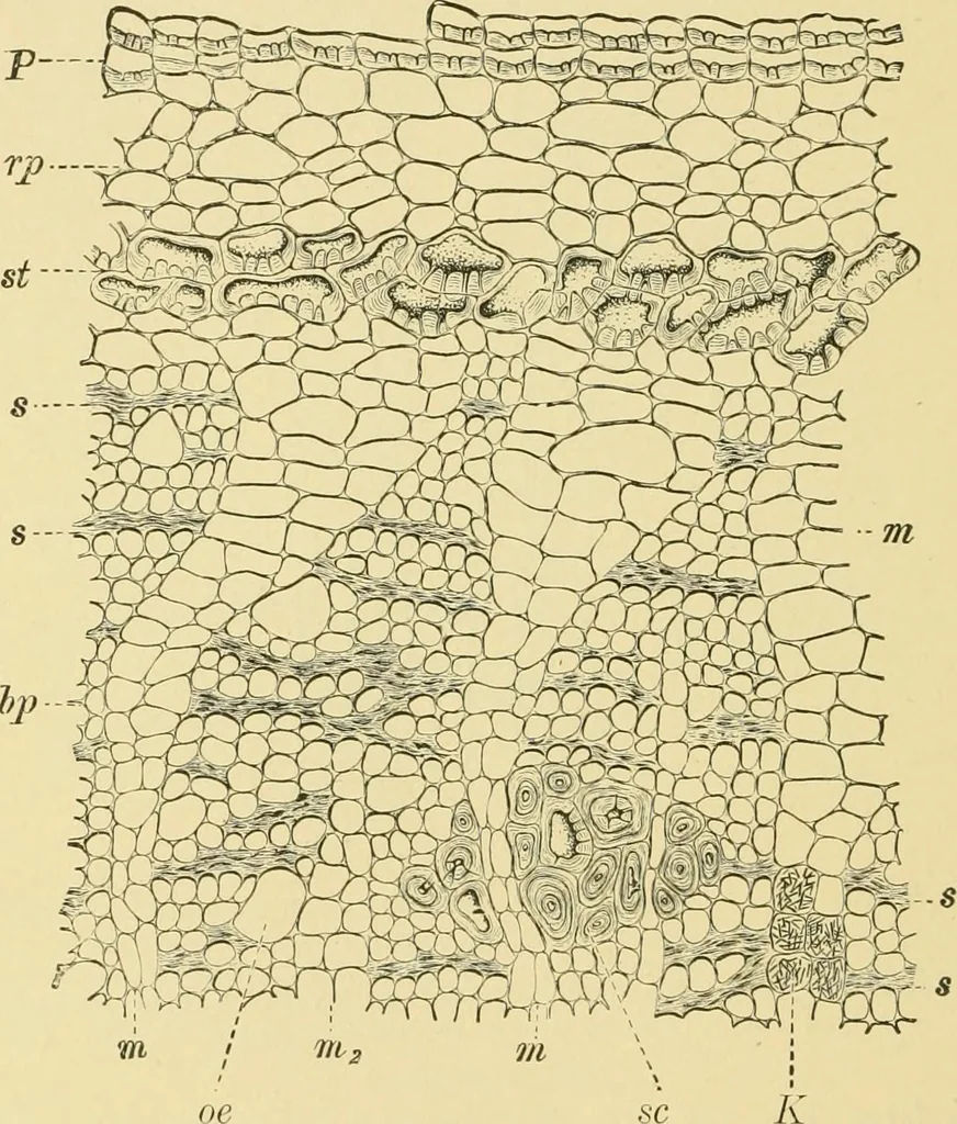 An illustration from The microscopy of vegetable foods, 1906, leaf 617