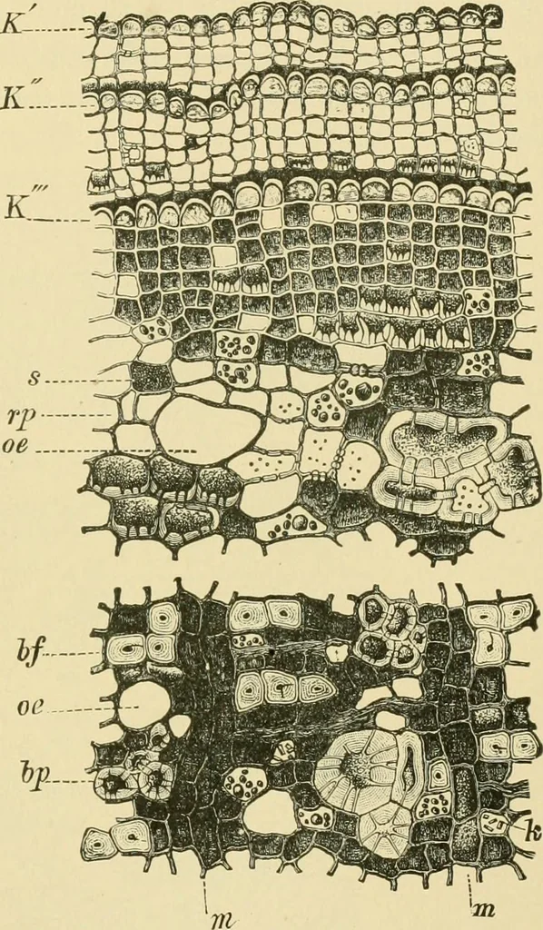 An illustration from The microscopy of vegetable foods, 1906, leaf 618