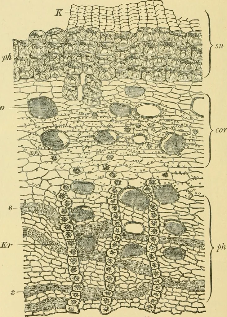 An illustration from The microscopy of vegetable foods, 1906, leaf 619